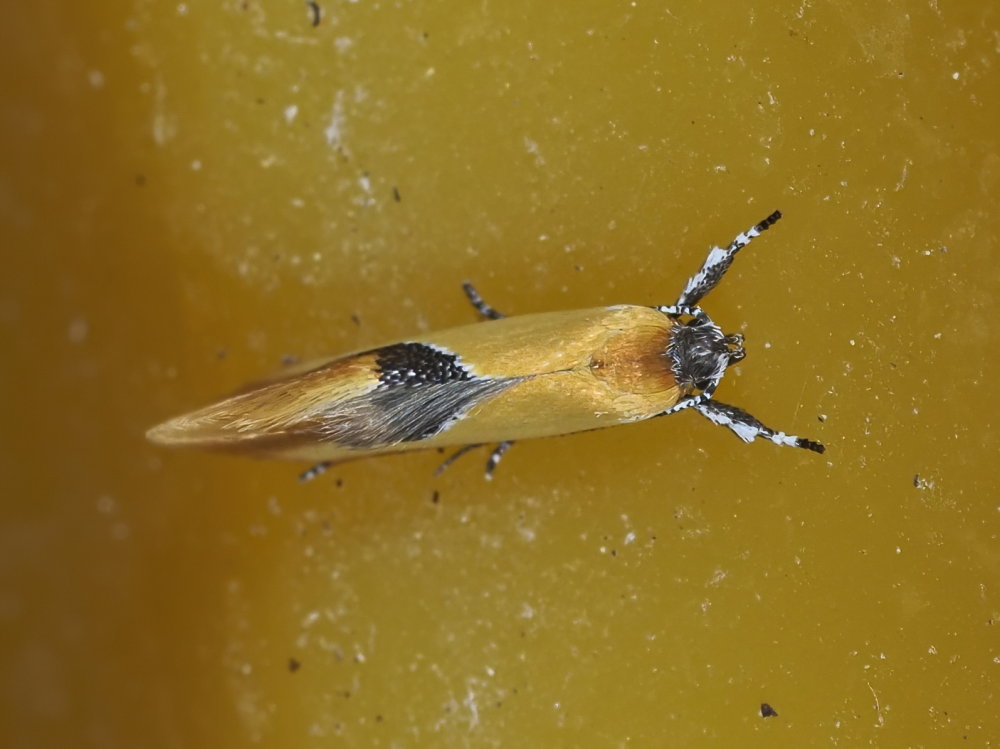 Oecophoridae: Batia sp.