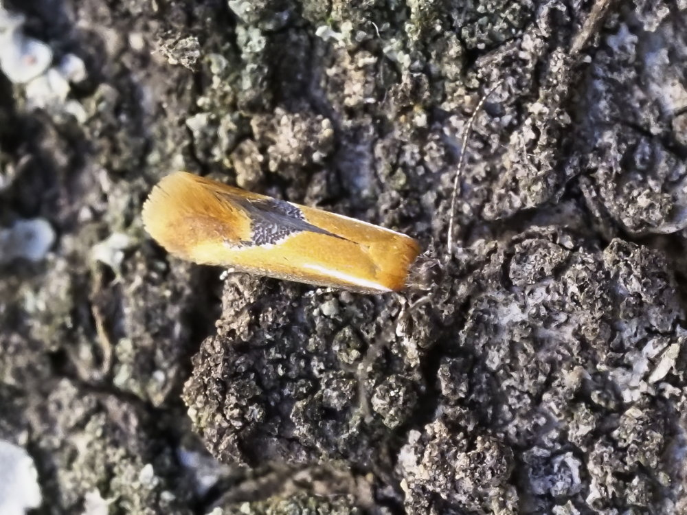 Oecophoridae: Batia sp.