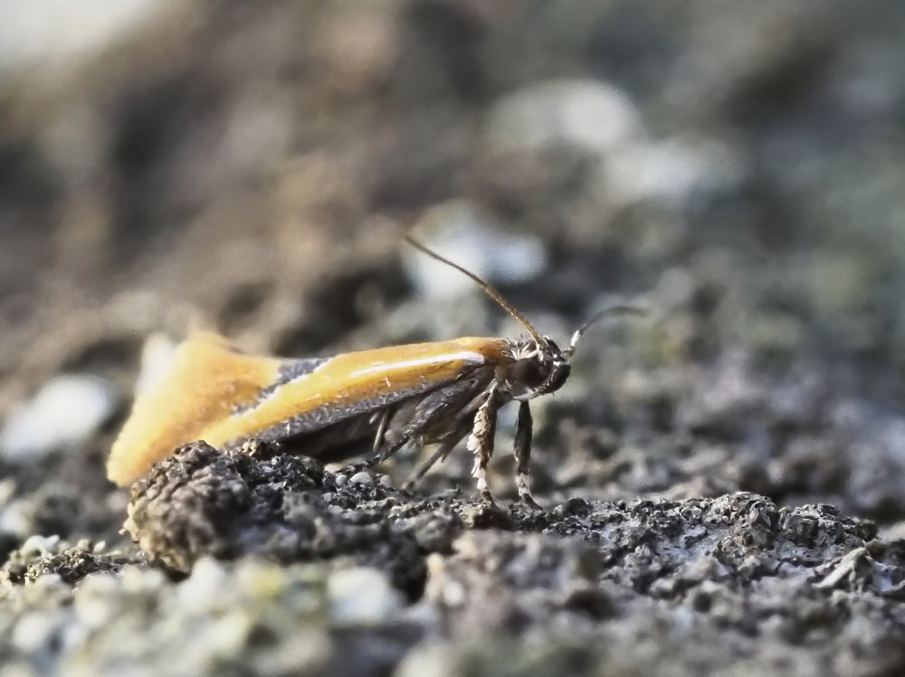 Oecophoridae: Batia sp.