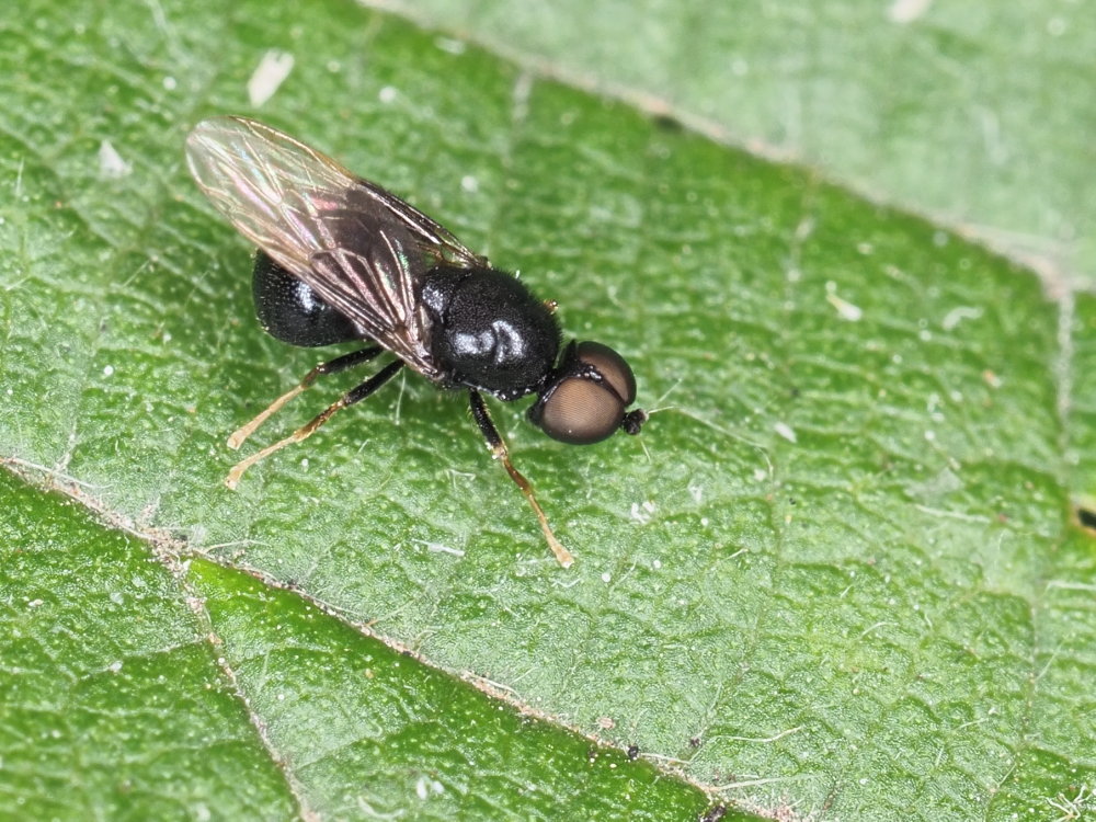 Pachygaster atra (Stratiomyidae)  da confermare