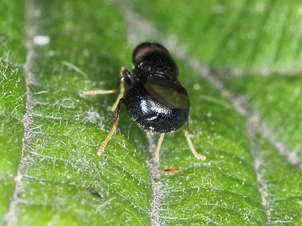 Pachygaster atra (Stratiomyidae)  da confermare