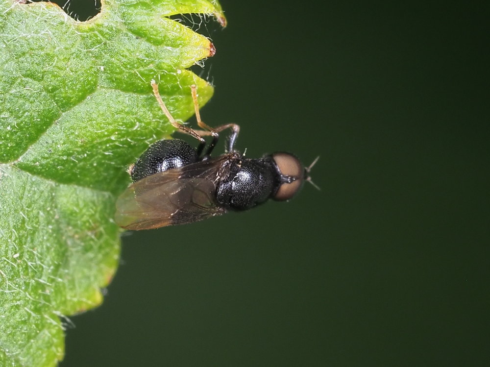 Pachygaster atra (Stratiomyidae)  da confermare