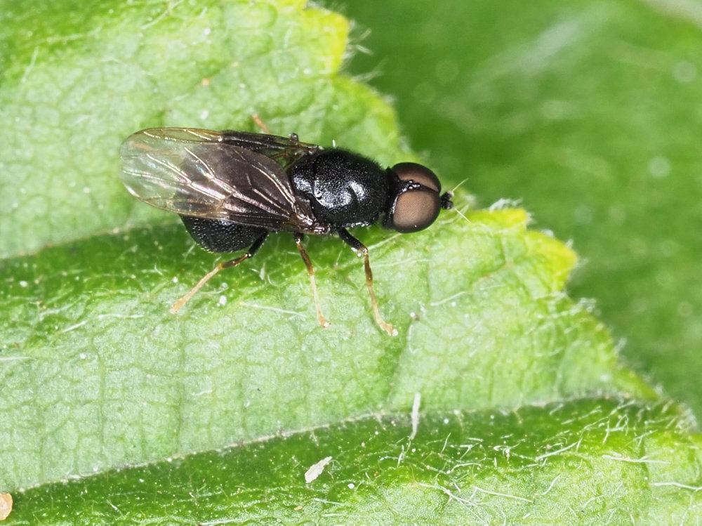 Pachygaster atra (Stratiomyidae)  da confermare