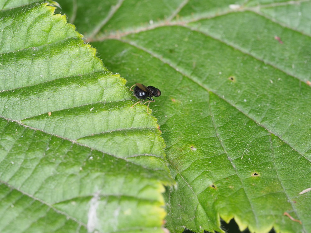 Pachygaster atra (Stratiomyidae)  da confermare