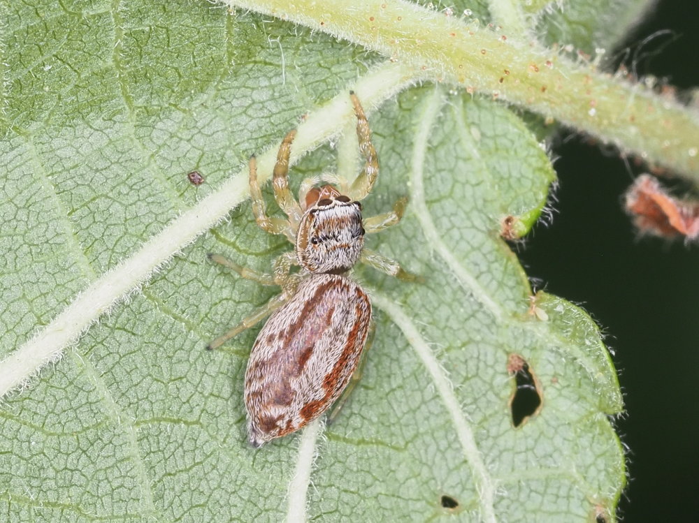 Salticidae da identificare 3