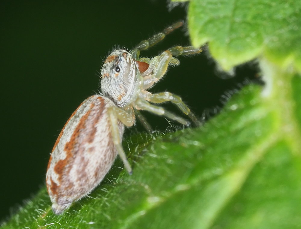 Salticidae da identificare 3