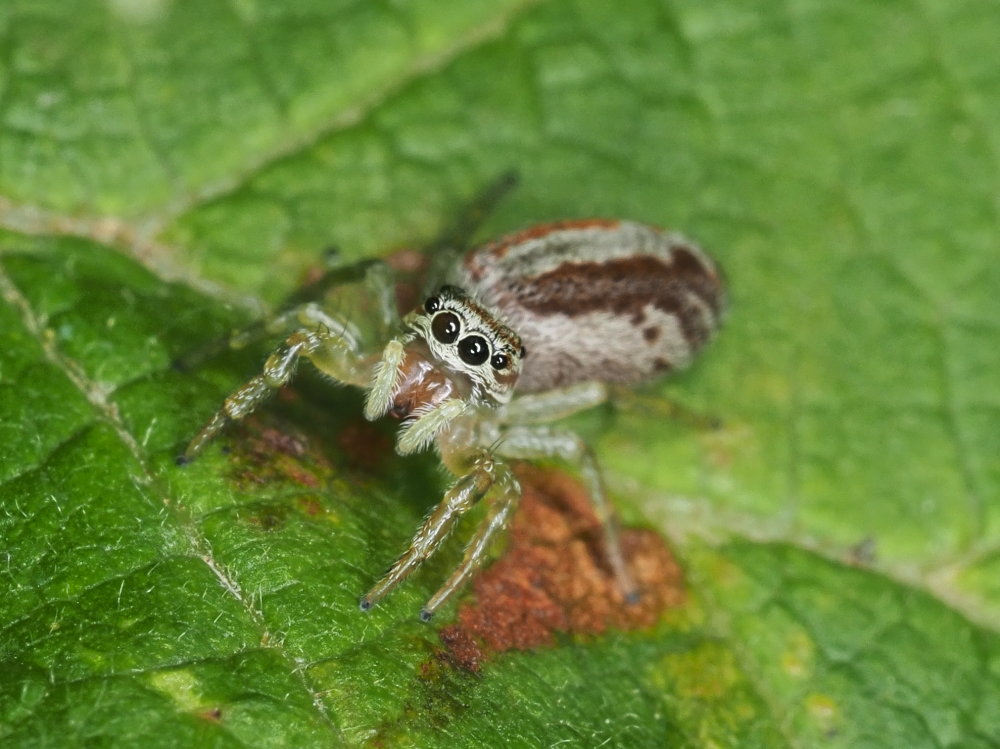 Salticidae: Icus sp.