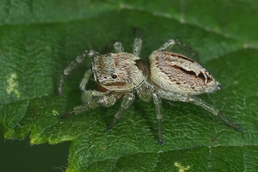 Salticidae: Icius sp.