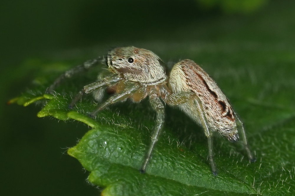 Salticidae: Icius sp.