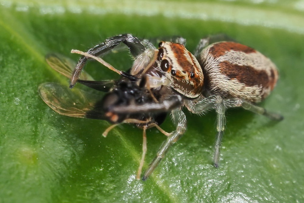 Salticidae da identificare 2