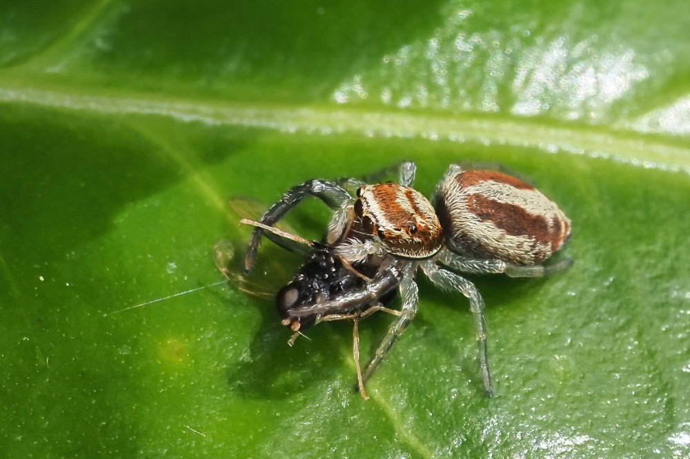 Salticidae da identificare 2