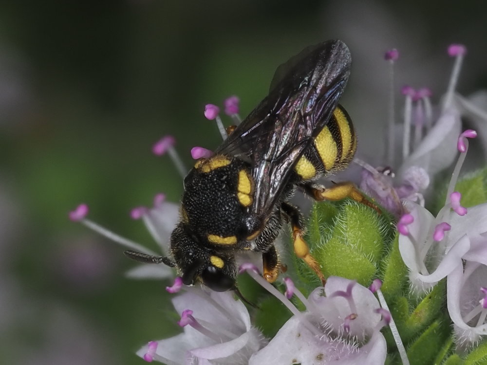 Apidae megachilinae: Stelis signata, parassita di Anthidiellum strigatum