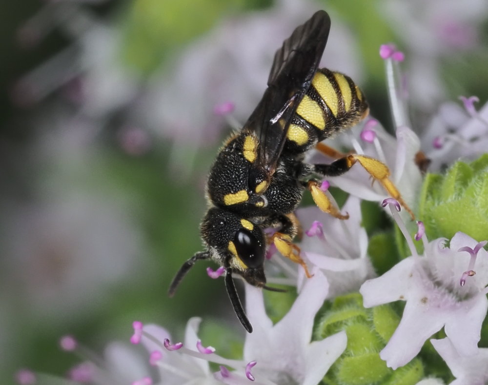 Apidae megachilinae: Stelis signata, parassita di Anthidiellum strigatum