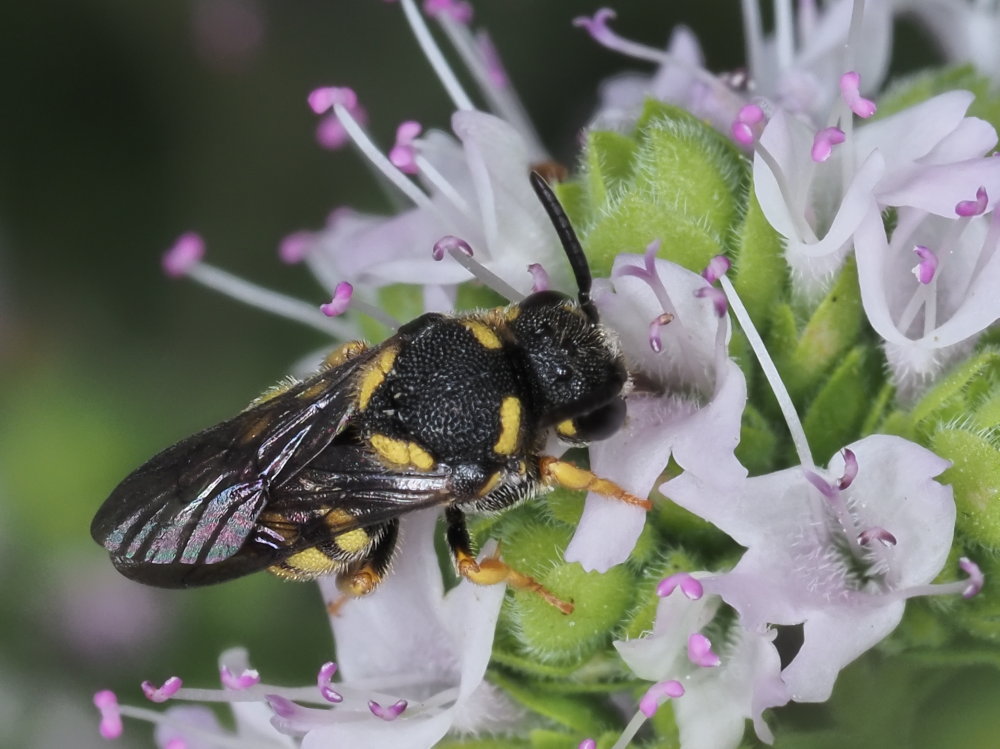 Apidae megachilinae: Stelis signata, parassita di Anthidiellum strigatum