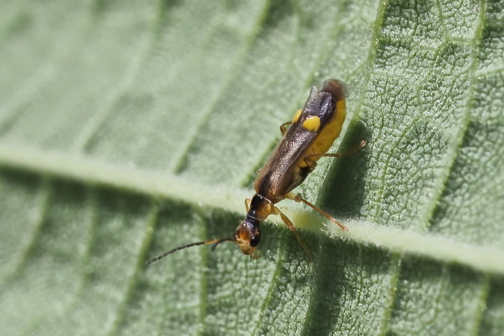 Cantharidae:  Malthinus sp. (M. seriepunctatus o M. reflexus)