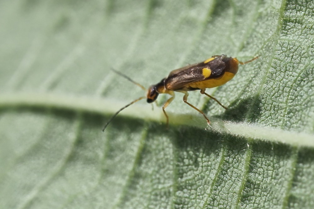 Cantharidae:  Malthinus sp. (M. seriepunctatus o M. reflexus)