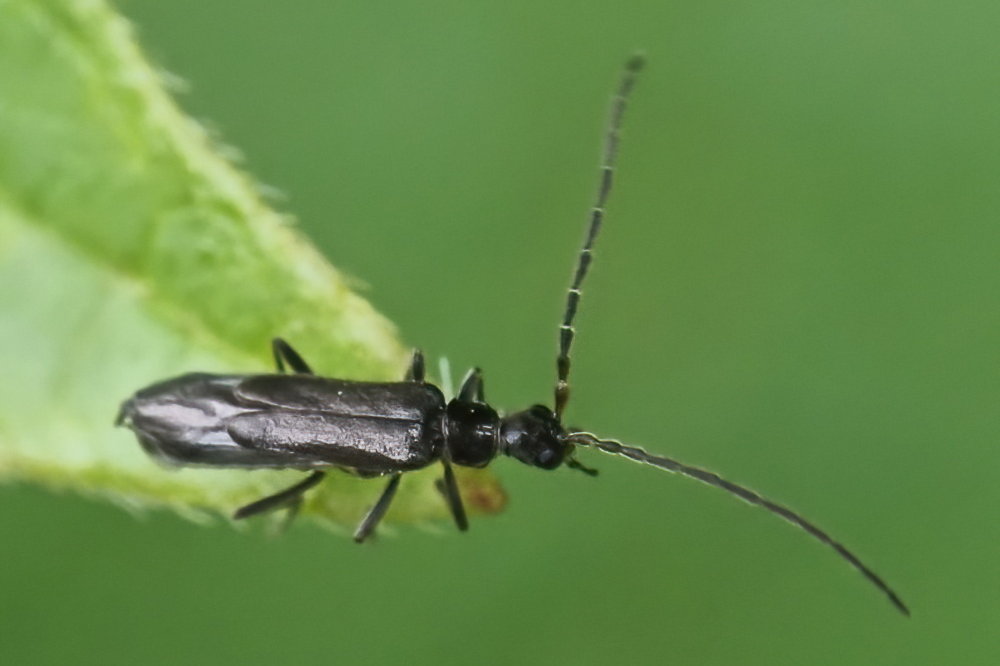 Cantharidae: Malthodes sp., maschio