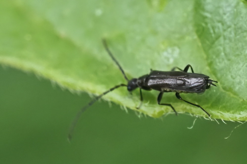 Cantharidae: Malthodes sp., maschio