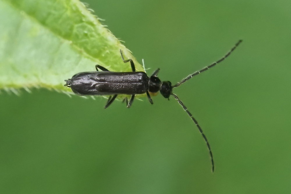 Cantharidae: Malthodes sp., maschio