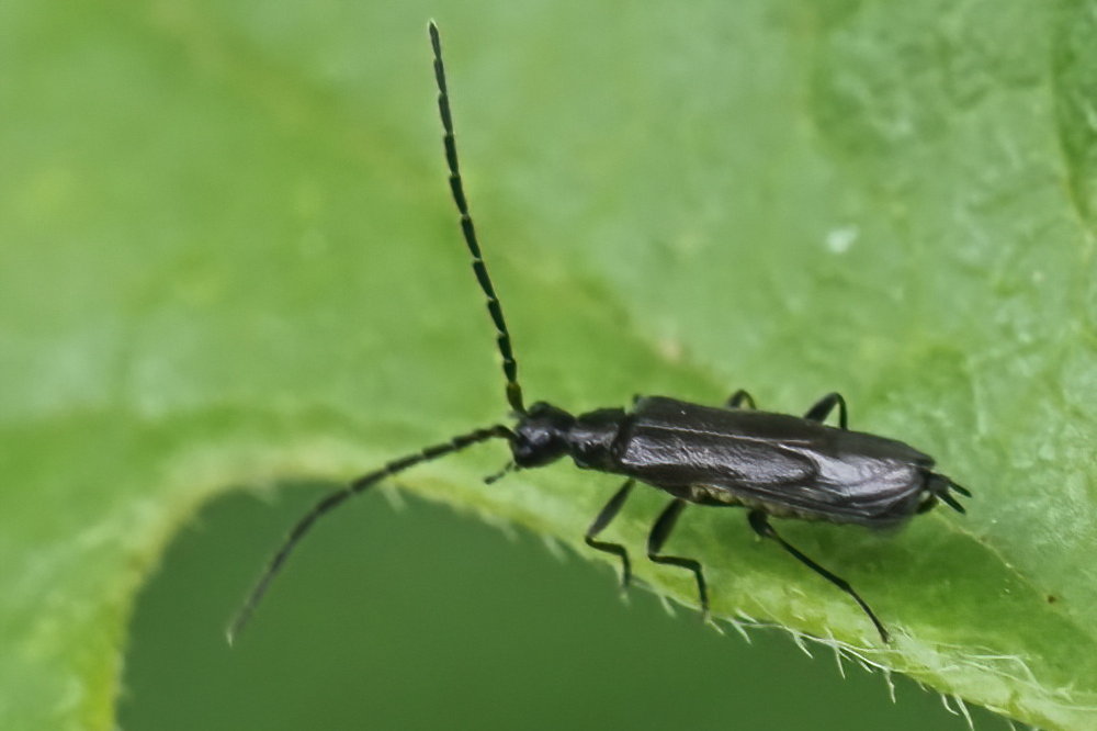 Cantharidae: Malthodes sp., maschio