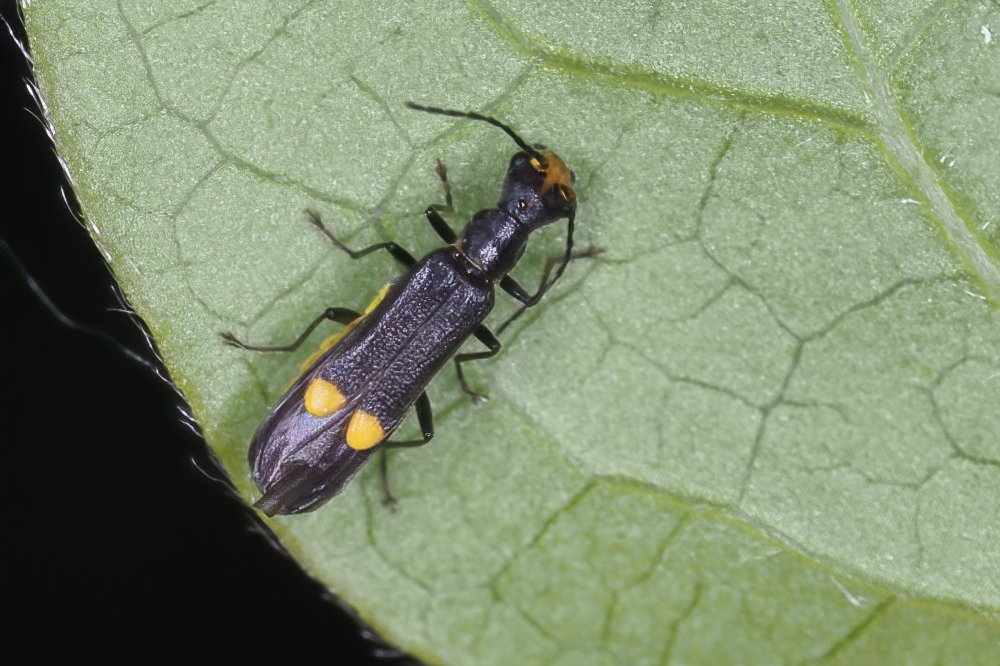 Cantharidae: Malthinus gr. scriptus, femmina