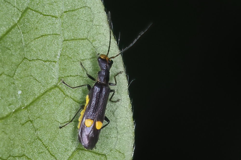 Cantharidae: Malthinus gr. scriptus, femmina