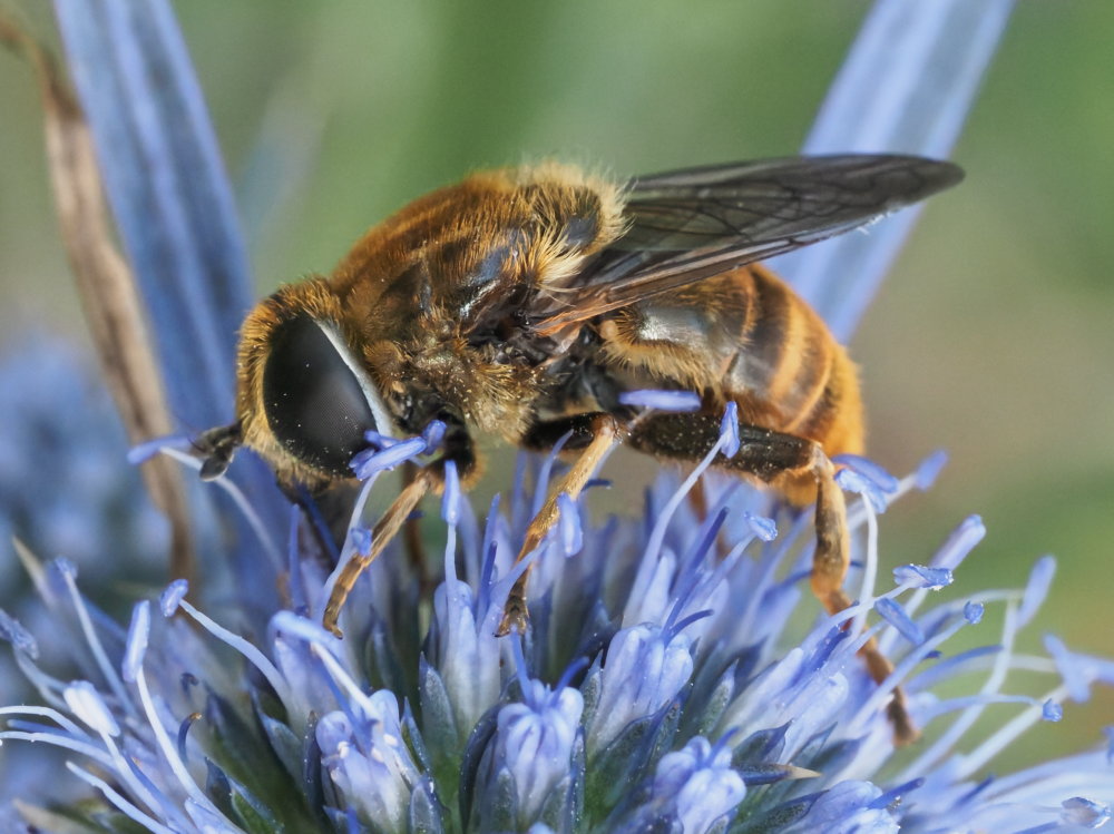 Syrphidae: Merodon sp.