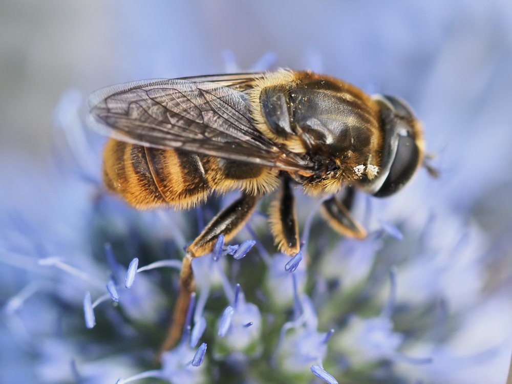 Syrphidae: Merodon sp.