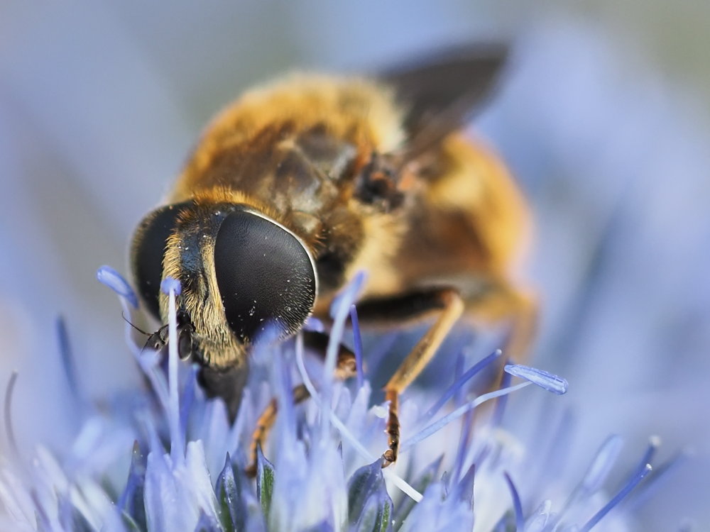 Syrphidae: Merodon sp.