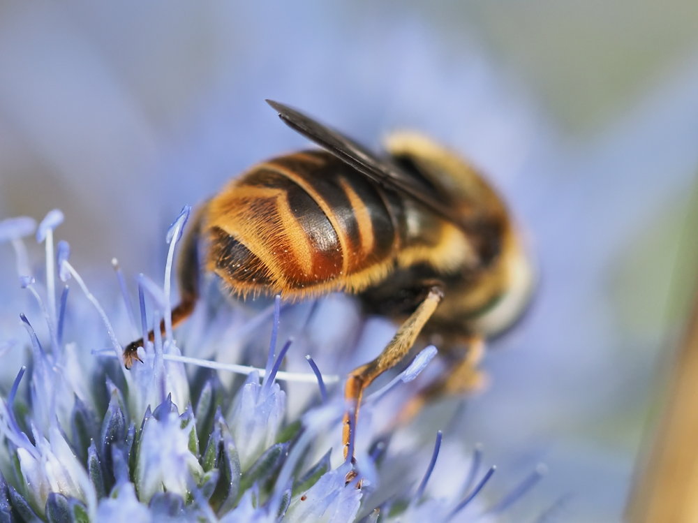 Syrphidae: Merodon sp.