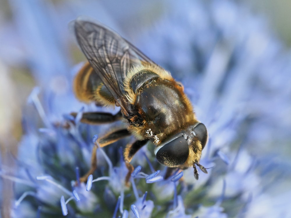 Syrphidae: Merodon sp.