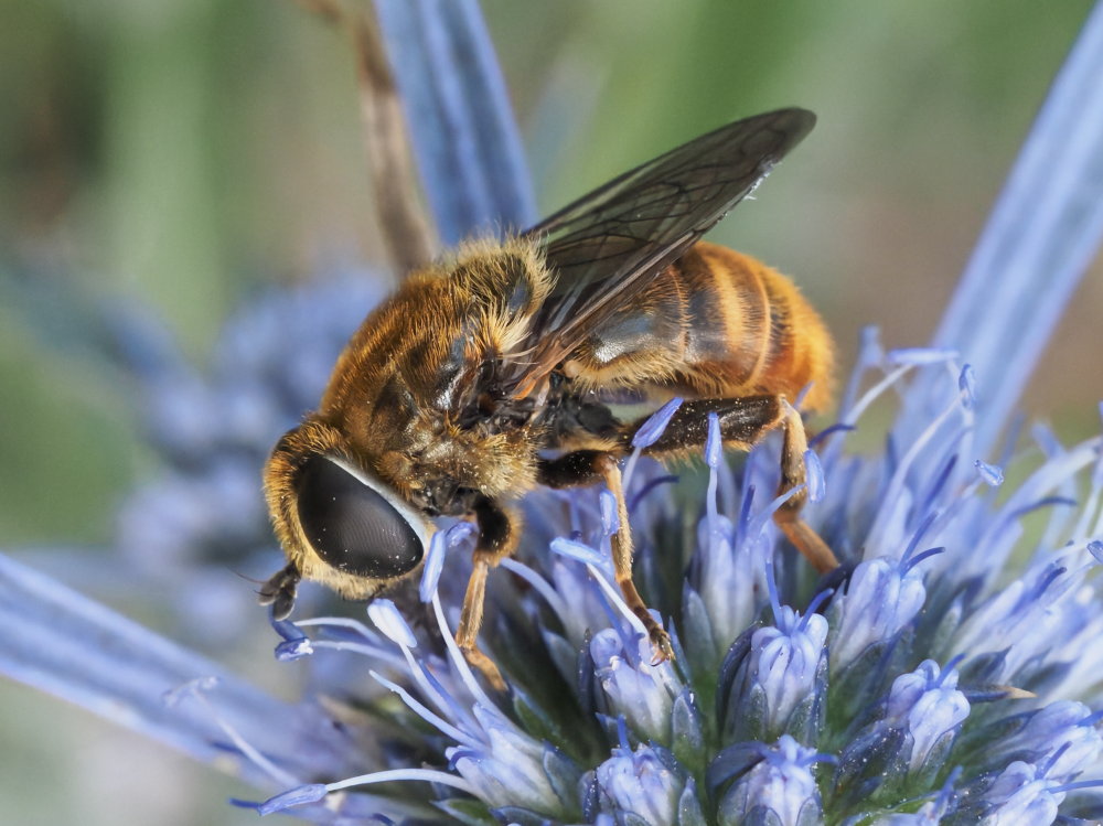 Syrphidae: Merodon sp.