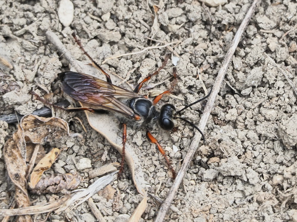 Sphecidae: Sphex funerarius? S, femmina.