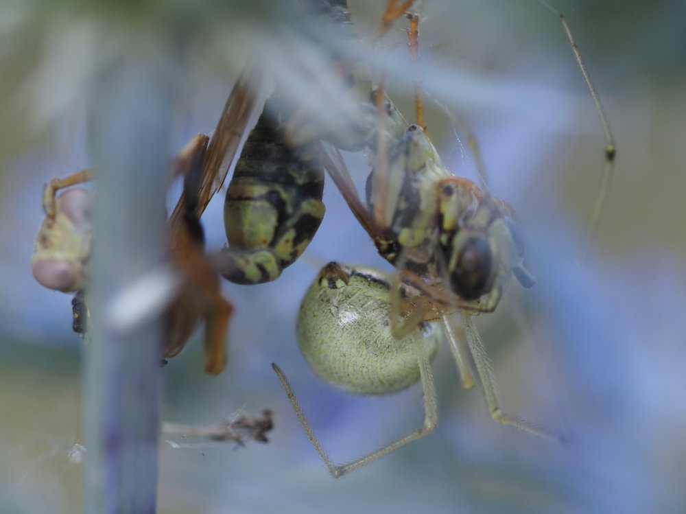 Theridiidae: Enoplognatha ovata