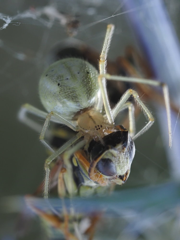 Theridiidae: Enoplognatha ovata