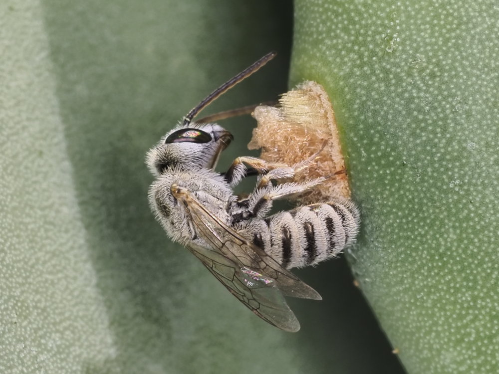 Apidae Halictinae: Halictus (Vestitohalictus) pollinosus