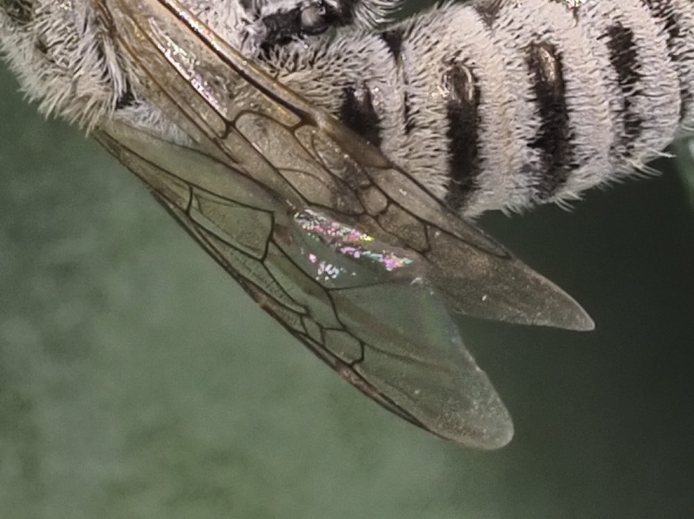 Apidae Halictinae: Halictus (Vestitohalictus) pollinosus