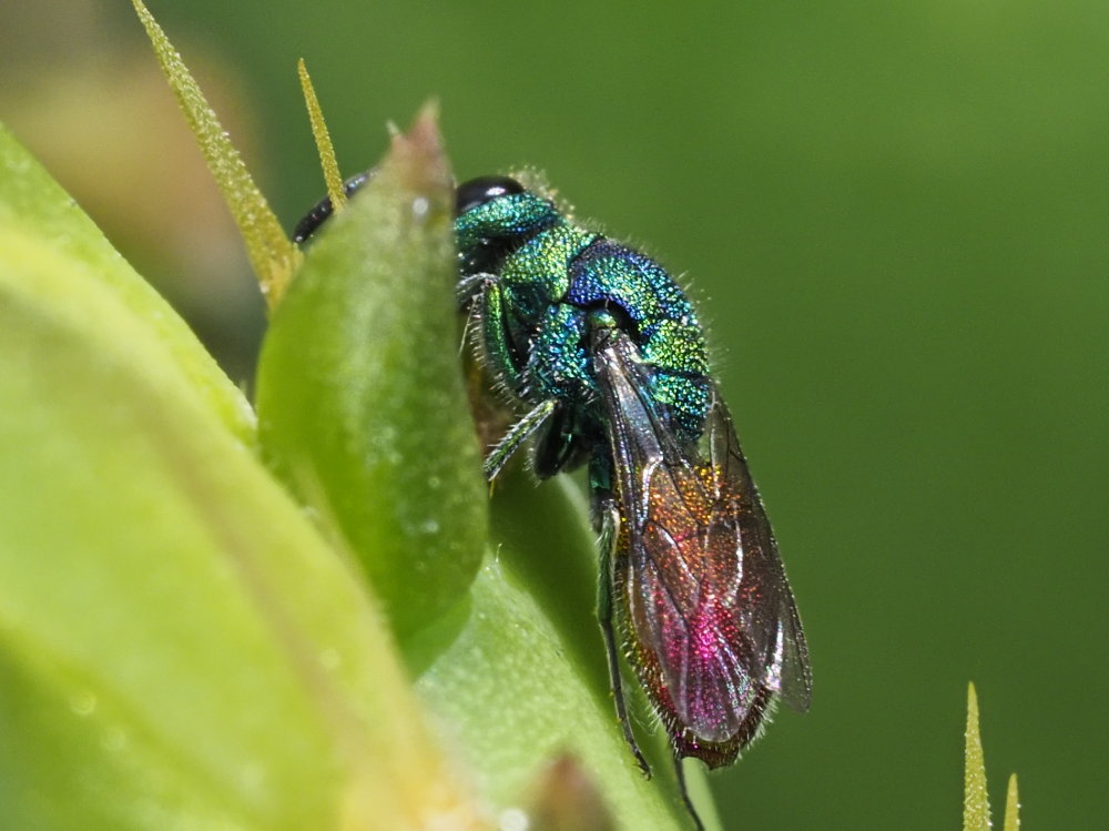 Chrysididae da identificare 1