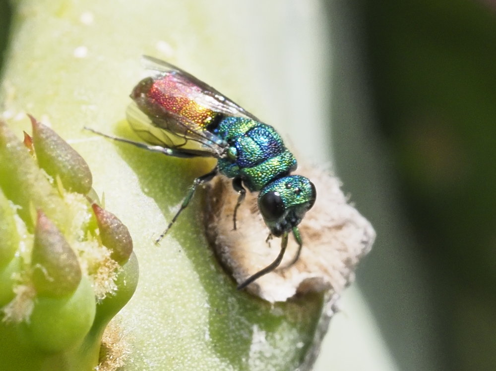 Chrysididae da identificare 1