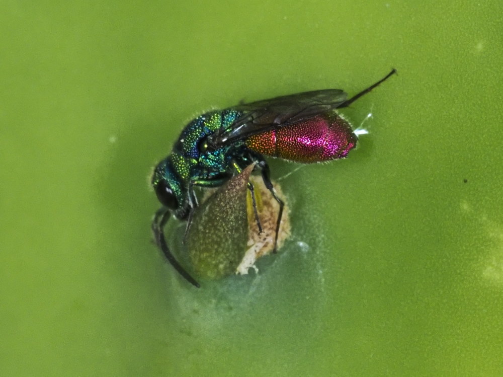 Chrysididae da identificare 1