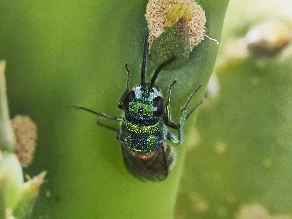 Chrysididae da identificare 1