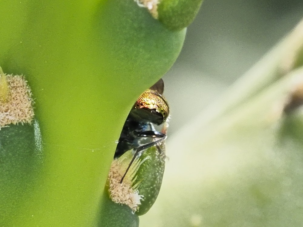 Chrysididae da identificare 1