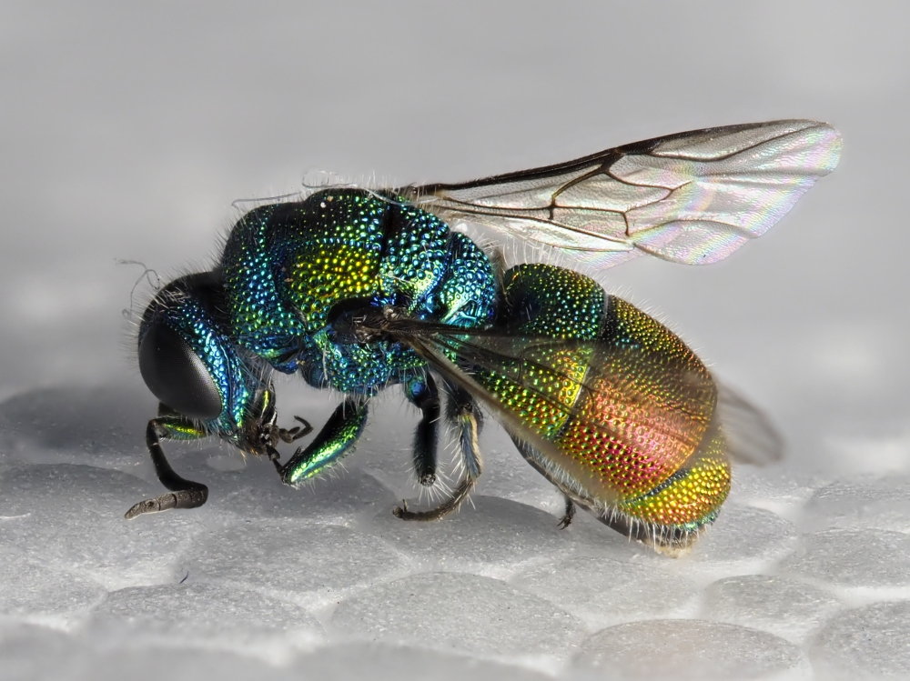 Chrysididae da identificare 2