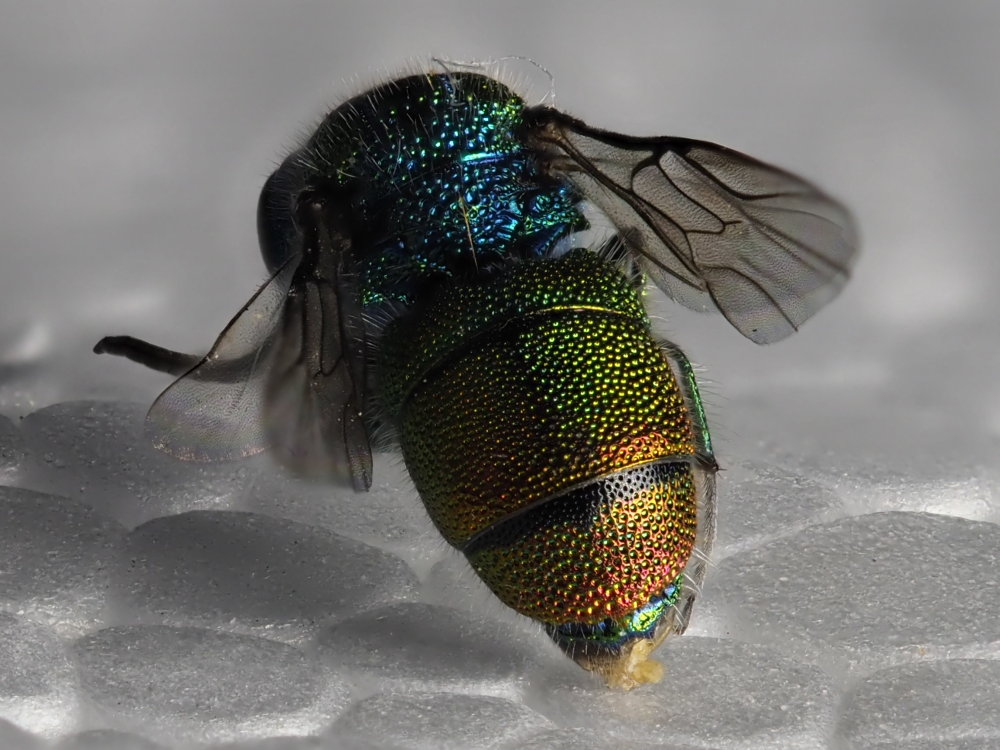 Chrysididae da identificare 2