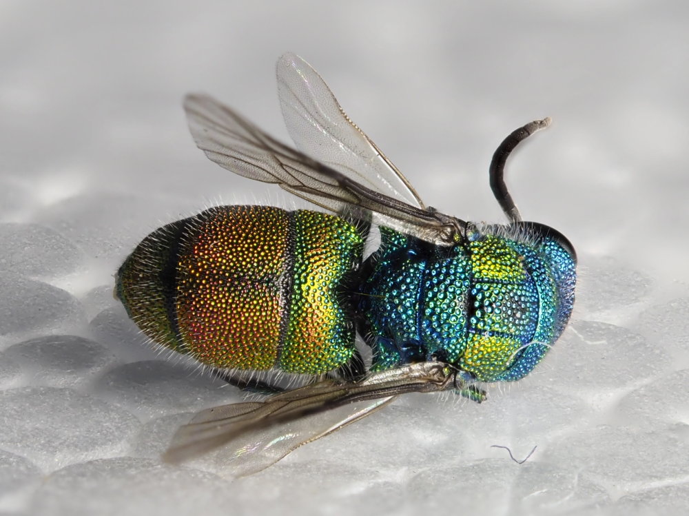 Chrysididae da identificare 2