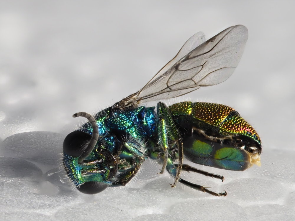 Chrysididae da identificare 2