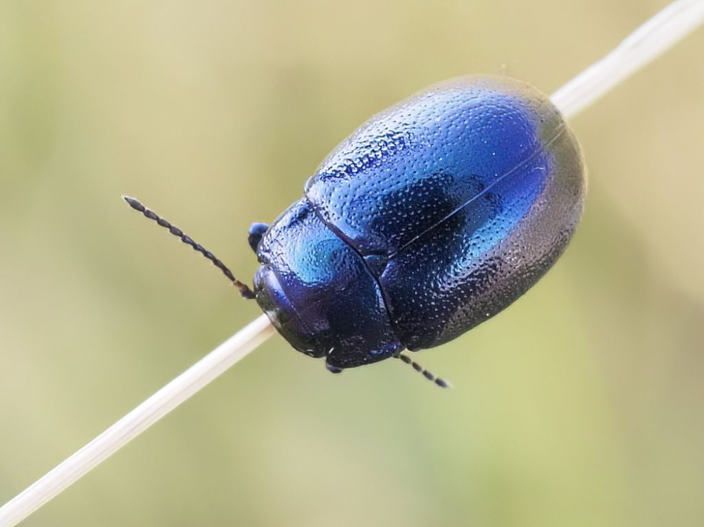 Oreina bidentata? No, Chrysolina cerealis mixta (cfr)