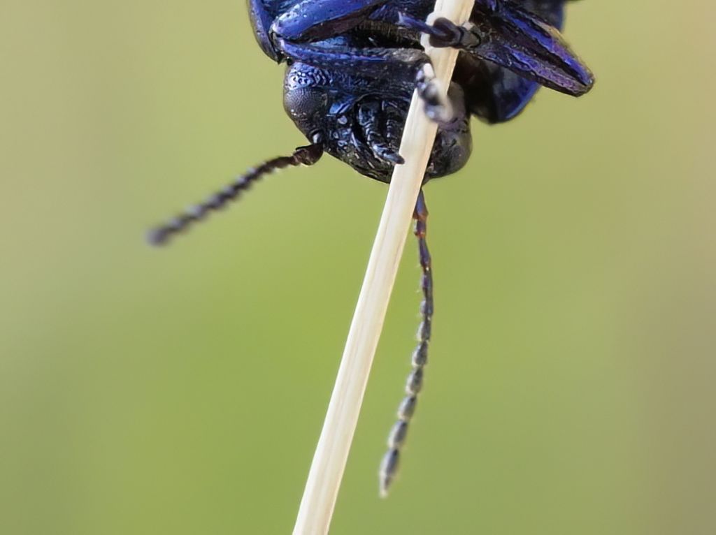 Oreina bidentata? No, Chrysolina cerealis mixta (cfr)