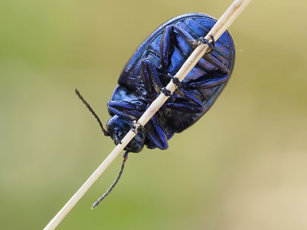 Oreina bidentata? No, Chrysolina cerealis mixta (cfr)