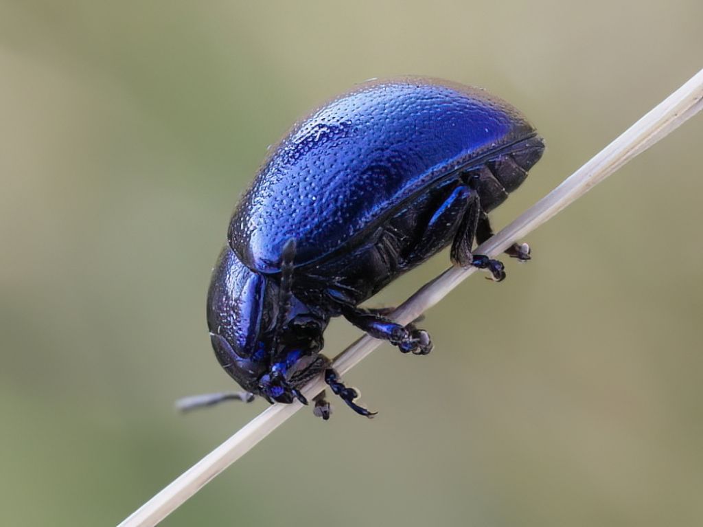 Oreina bidentata? No, Chrysolina cerealis mixta (cfr)